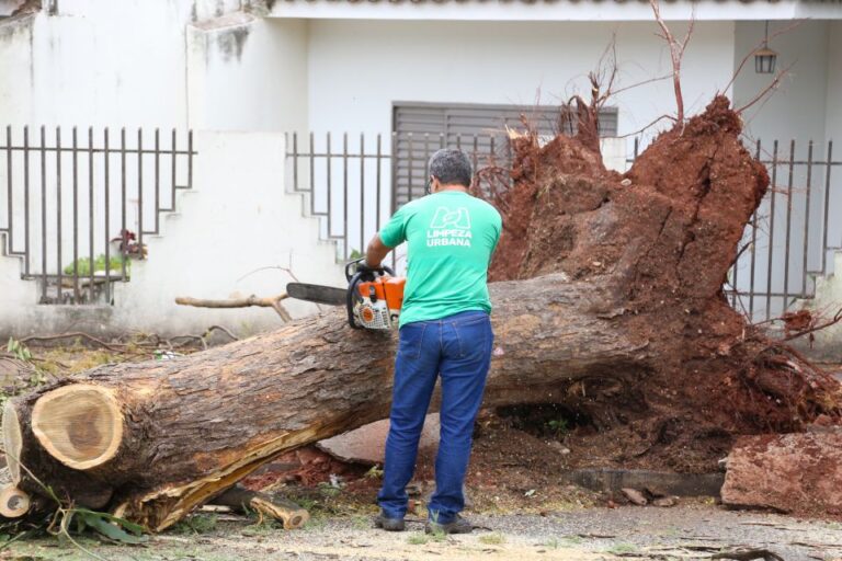 Mais de 800 toneladas de galhos e troncos de árvores são recolhidos