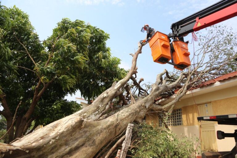 Equipes da Prefeitura seguem com trabalho intenso para limpeza e recolhimento de árvores