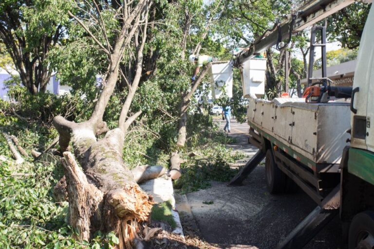 Laudos apontam 93 árvores com risco de queda na Cidade