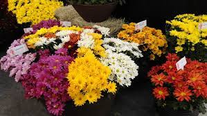 Finados: Procon registra diferença de 902% em pesquisa sobre flores