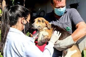 Câmara aprova Conselho de Proteção e Bem-Estar Animal