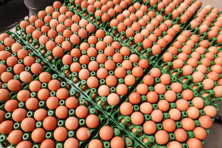 Produção de ovos do Paraná cresce 72% em uma década e mercado segue em expansão