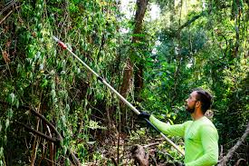 IAM realiza trabalho no Parque do Ingá e no Bosque II