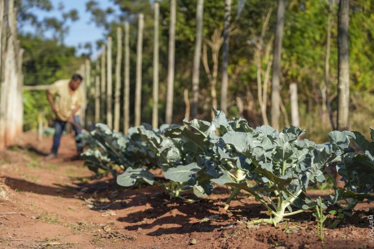 Projeto da UEM promove cultivo de alimentos para pessoas em recuperação