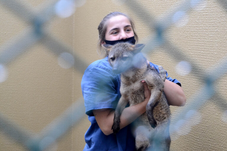 CAFS atende 115 animais silvestres em Maringá