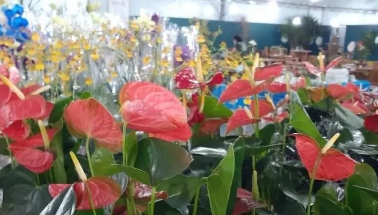 Expoflor acontece na Praça Raposo Tavares