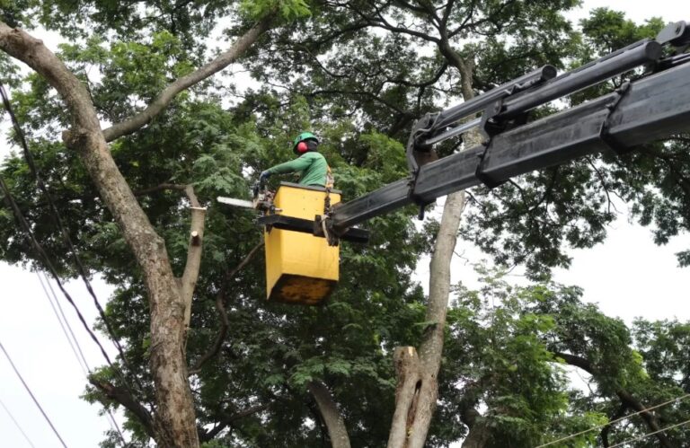 Prefeitura orienta que serviços de arborização são feitos somente pela Secretaria de Limpeza Urbana
