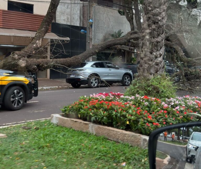 17 árvores caem em Maringá após ventos fortes