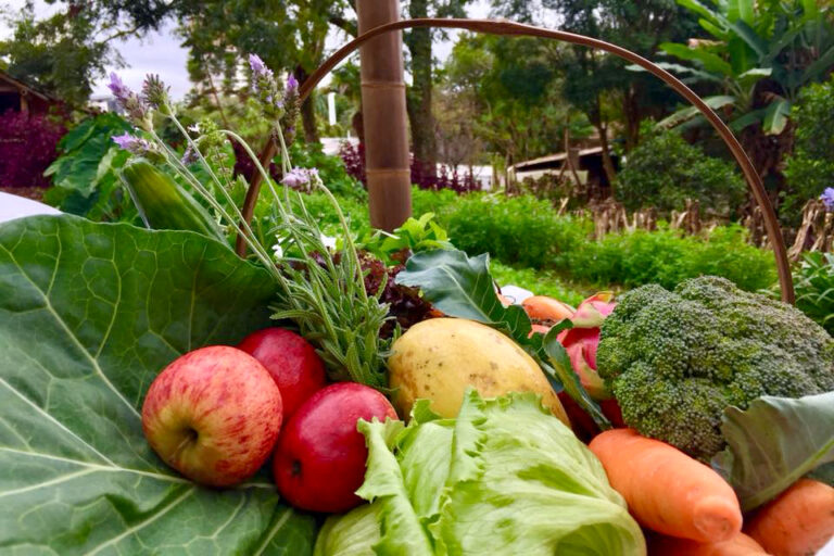 Maringá faz parte do Sistema Nacional de Segurança Alimentar e Nutricional