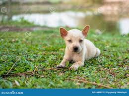 Um cãozinho da roça