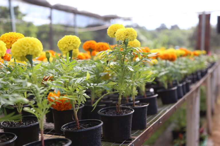Festa das Flores tem plantas a partir de R$ 2