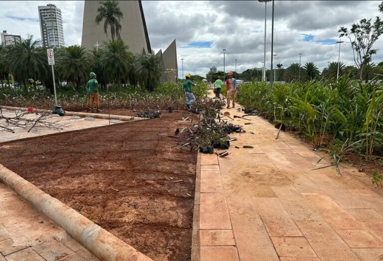 Praça da Catedral terá menos grama e mais jardins com plantas