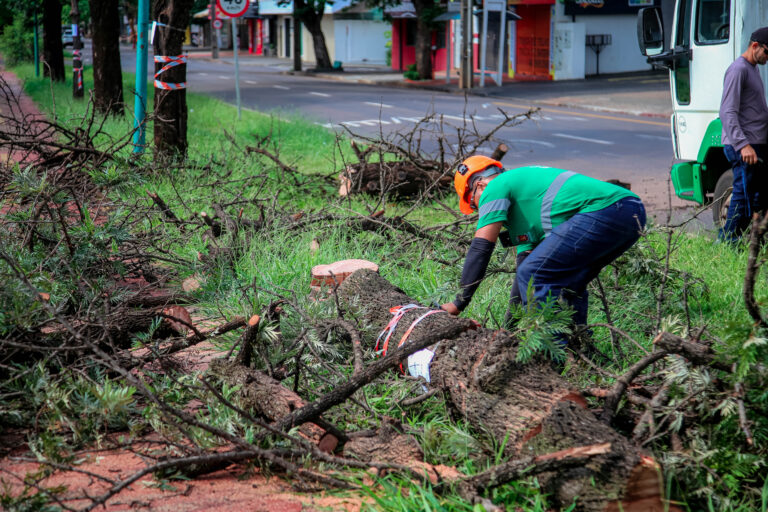 Prefeitura inicia reestruturação da arborização urbana