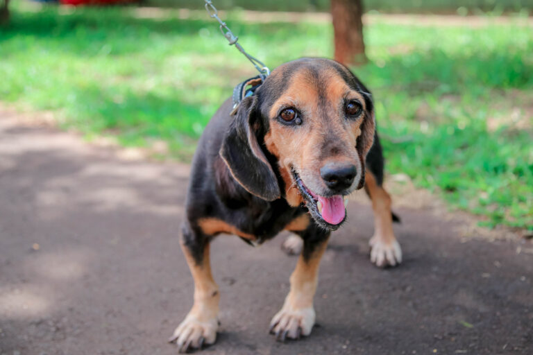 Maringá investe no bem-estar animal com estudo e feirinha de adoção