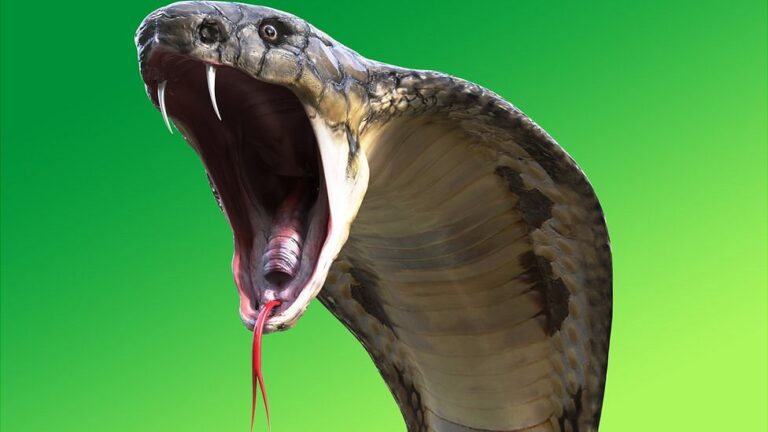 “Ser cobra”