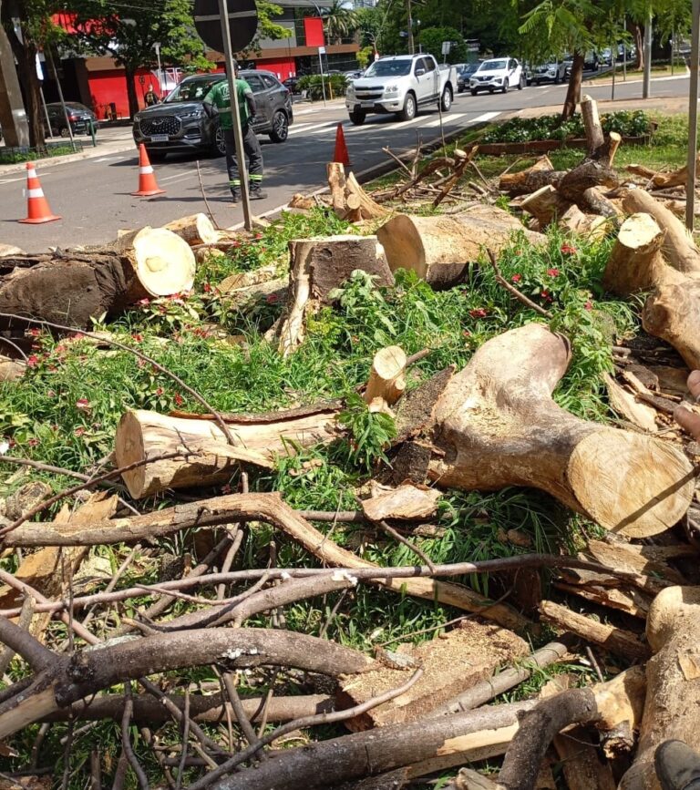 Cidade Árvore do Mundo sofre com quedas de árvores em dias chuvosos