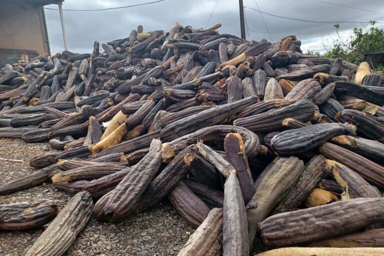 Região de Maringá se destaca na produção de bucha vegetal