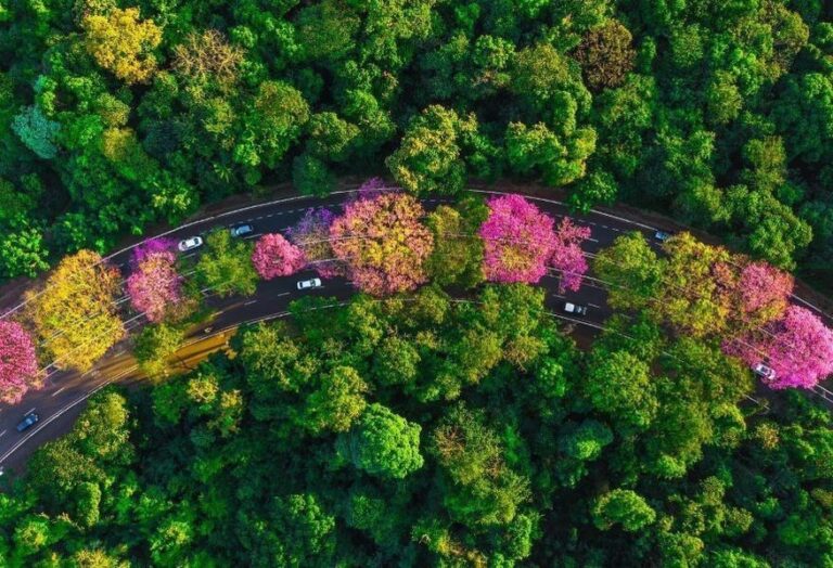 Maringá é Cidade Árvore do Mundo pela quarta vez consecutiva