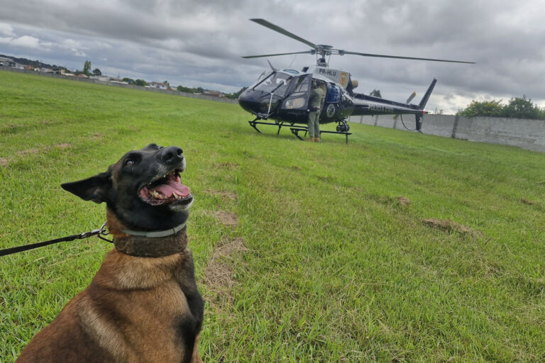 PCPR treina cães para agir em aeronaves