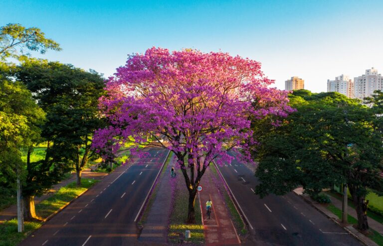 Maringá não está em lista das cidades mais arborizadas do Brasil