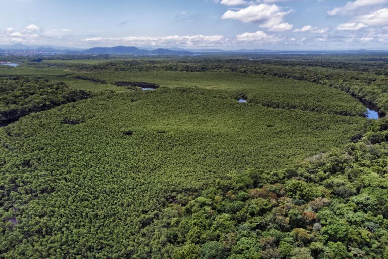 Paraná reduz em 64% o desmatamento ilegal, indica Fundação SOS Mata Atlântica