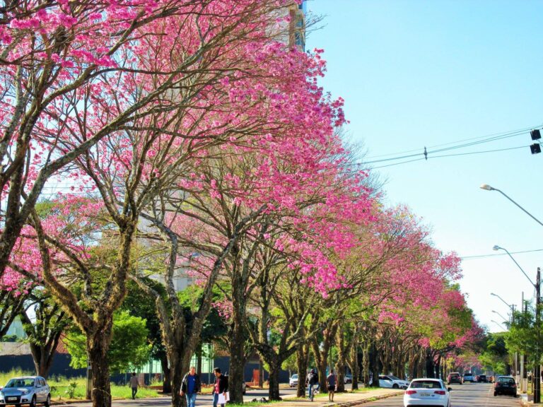 Avenida Gastão Vidigal tem aumento de 90% em acidentes