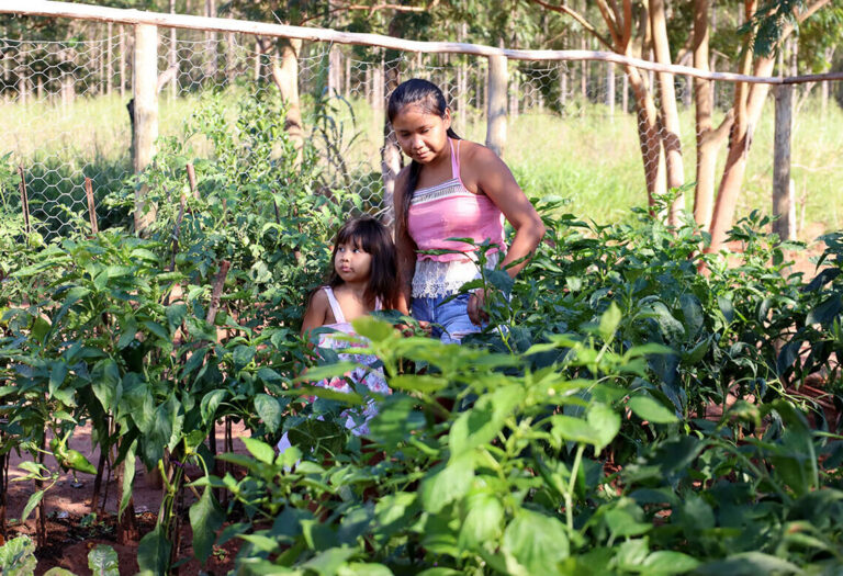 Roçados e quintais produtivos fortalecem a alimentação das famílias Avá Guarani