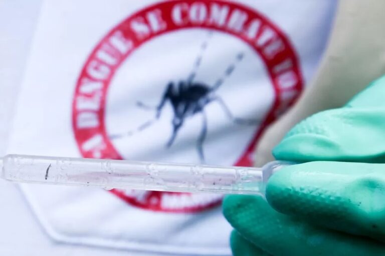 Maringá lidera número de mortes por dengue no Paraná