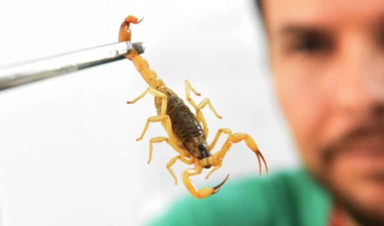 Cidade já registrou 440 denúncias de escorpiões