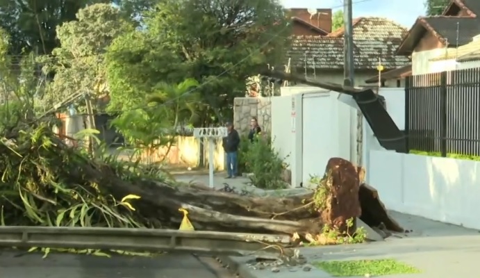 Temporal derruba árvores em Maringá