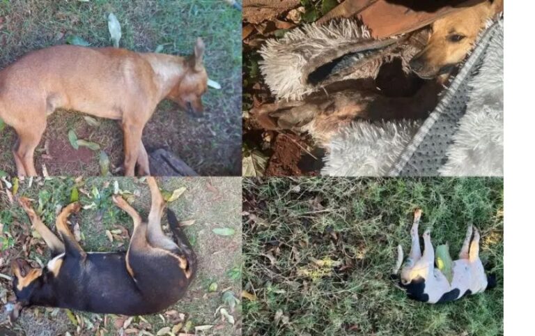 Envenenamento de animais assusta moradores