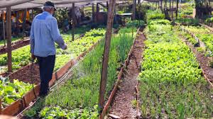 Seduc destina R$ 37 milhões à alimentação escolar com produtos da agricultura familiar