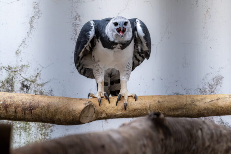 Harpias são transferidas para zoológico paraguaio da Itaipu